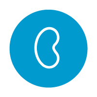 Blue circle with white outline drawing of a kidney