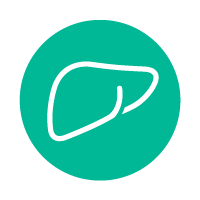 Teal circle with white outline drawing of a liver