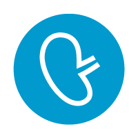 icon-kidney-200x200x blue circle with line icon of kidney