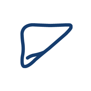 liver icon